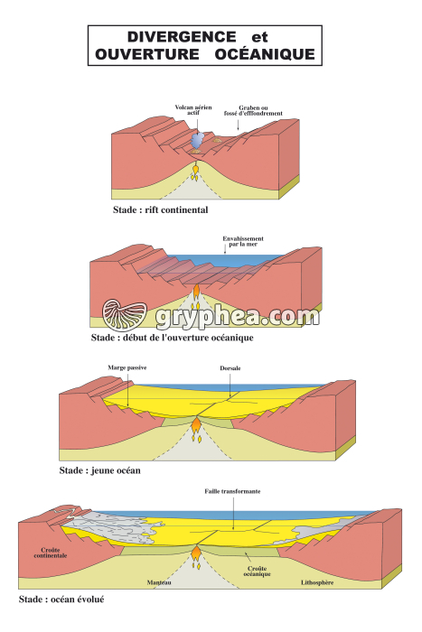 Ouverture océanique et fonctionnement d'une dorsale - phénomène d'accrétion - infographie - gryphea.com